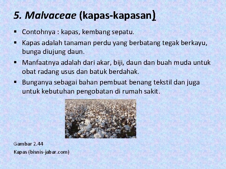 5. Malvaceae (kapas-kapasan) § Contohnya : kapas, kembang sepatu. § Kapas adalah tanaman perdu