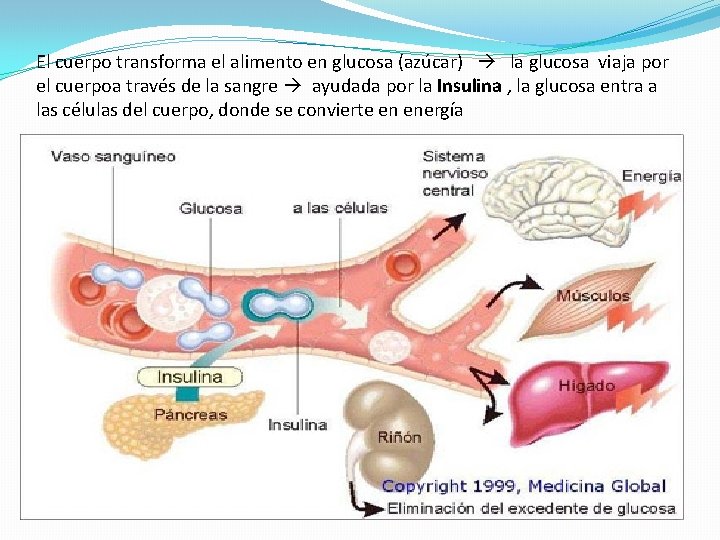 El cuerpo transforma el alimento en glucosa (azúcar) la glucosa viaja por el cuerpoa