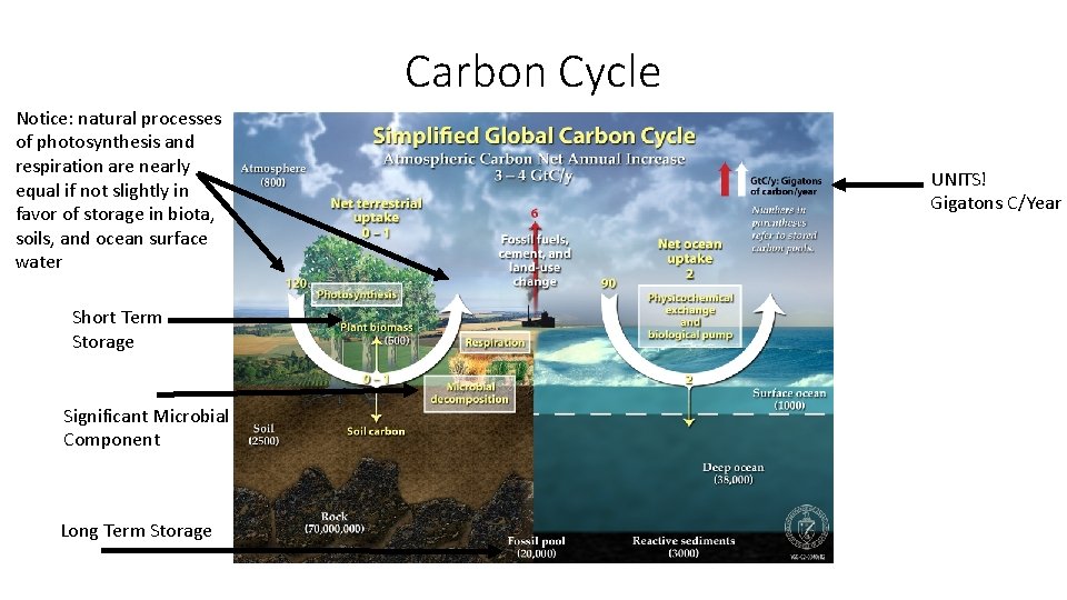 Carbon Cycle Notice: natural processes of photosynthesis and respiration are nearly equal if not