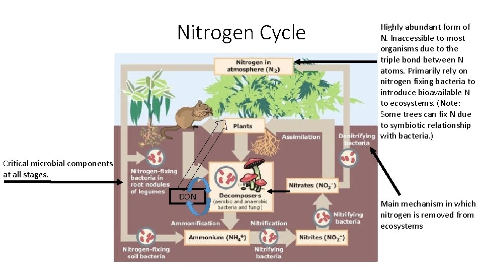 Nitrogen Cycle Highly abundant form of N. Inaccessible to most organisms due to the