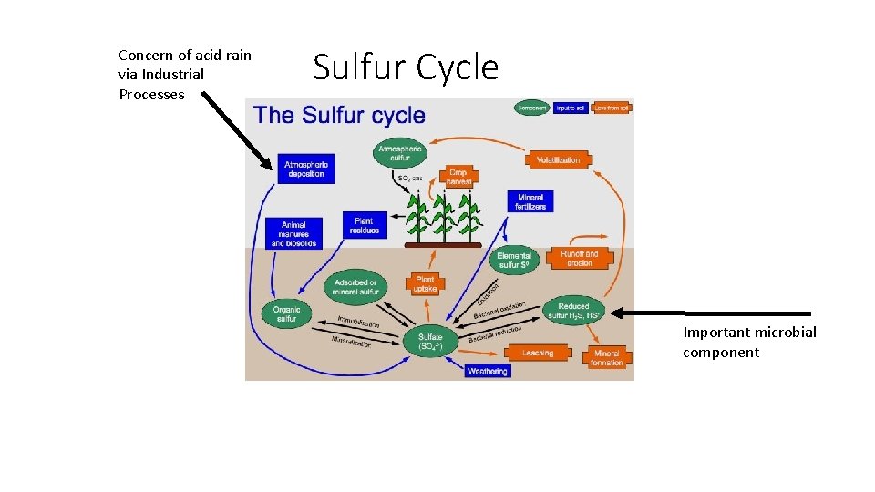 Concern of acid rain via Industrial Processes Sulfur Cycle Important microbial component 