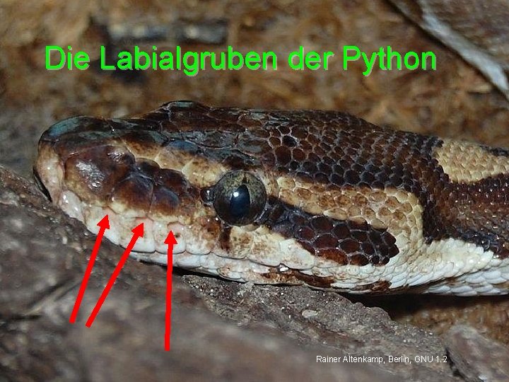 Die Labialgruben der Python Rainer Altenkamp, Berlin, GNU 1. 2 
