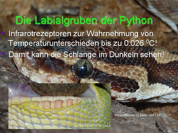 Die Labialgruben der Python • Infrarotrezeptoren zur Wahrnehmung von • Temperaturunterschieden bis zu 0.