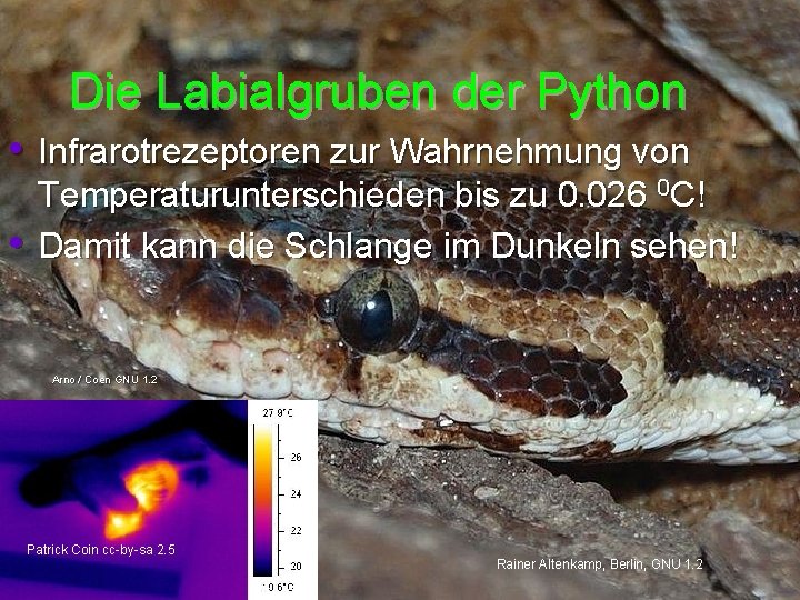 Die Labialgruben der Python • Infrarotrezeptoren zur Wahrnehmung von • Temperaturunterschieden bis zu 0.