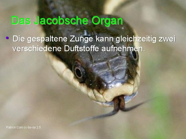 Das Jacobsche Organ • Die gespaltene Zunge kann gleichzeitig zwei verschiedene Duftstoffe aufnehmen. Patrick