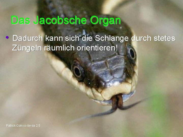 Das Jacobsche Organ • Dadurch kann sich die Schlange durch stetes Züngeln räumlich orientieren!