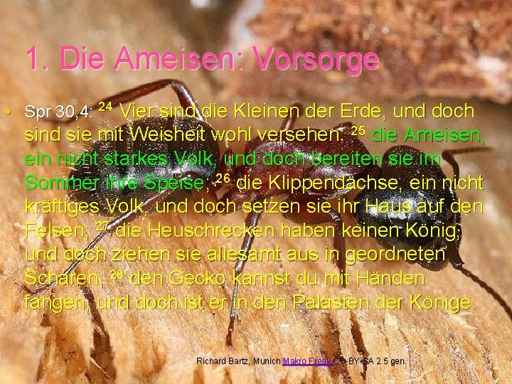 1. Die Ameisen: Vorsorge • Spr 30, 4: 24 Vier sind die Kleinen der