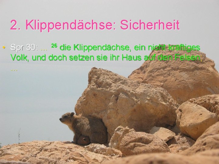2. Klippendächse: Sicherheit • Spr 30: … 26 die Klippendächse, ein nicht kräftiges Volk,