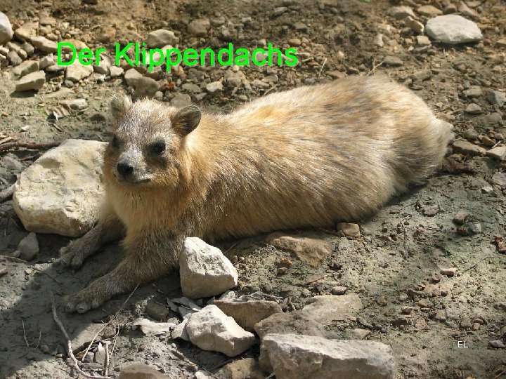 Der Klippendachs EL 