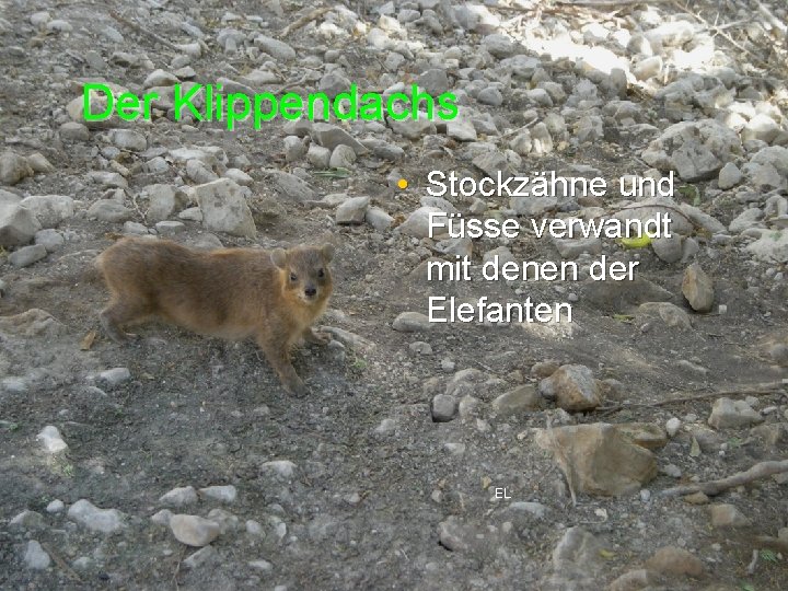 Der Klippendachs • Stockzähne und Füsse verwandt mit denen der Elefanten EL 