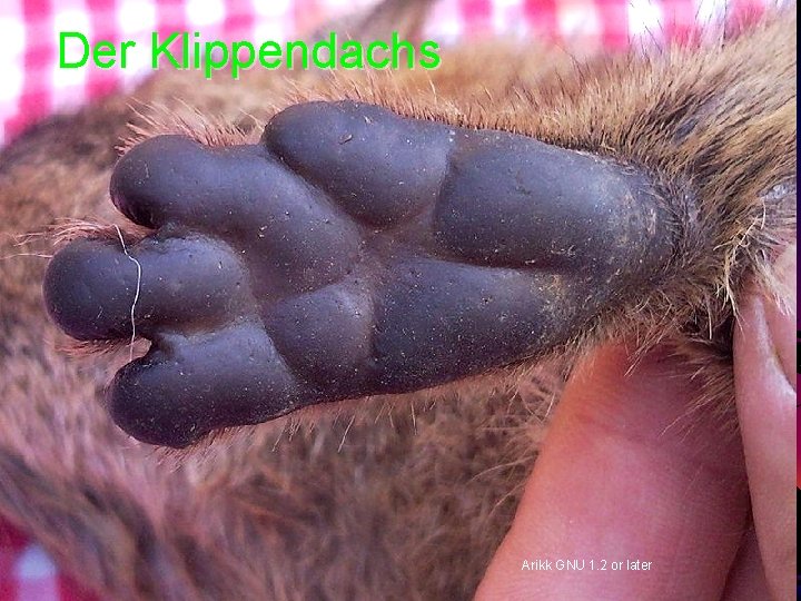 Der Klippendachs Arikk GNU 1. 2 or later 