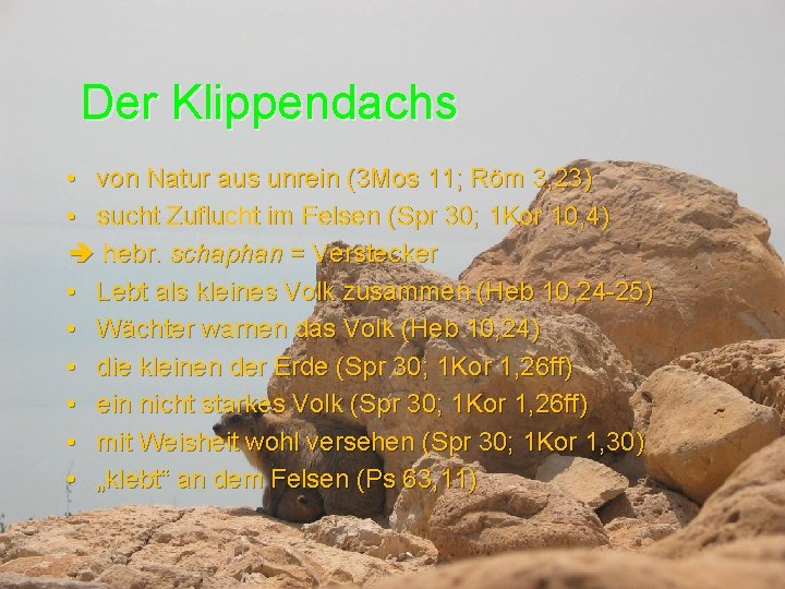 Der Klippendachs • von Natur aus unrein (3 Mos 11; Röm 3, 23) •