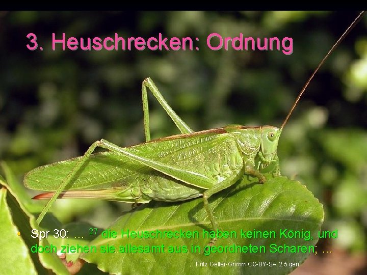 3. Heuschrecken: Ordnung • Spr 30: … 27 die Heuschrecken haben keinen König, und