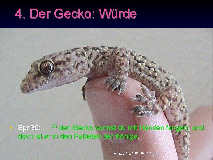 4. Der Gecko: Würde • Spr 30: … 28 den Gecko kannst du mit