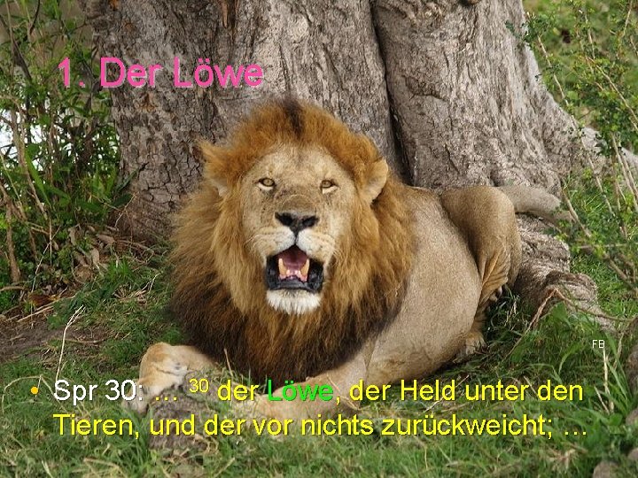 1. Der Löwe FB • Spr 30: … 30 der Löwe, der Held unter
