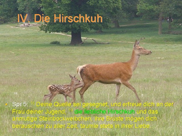 IV. Die Hirschkuh FB • Spr 5: 18 Deine Quelle sei gesegnet, und erfreue