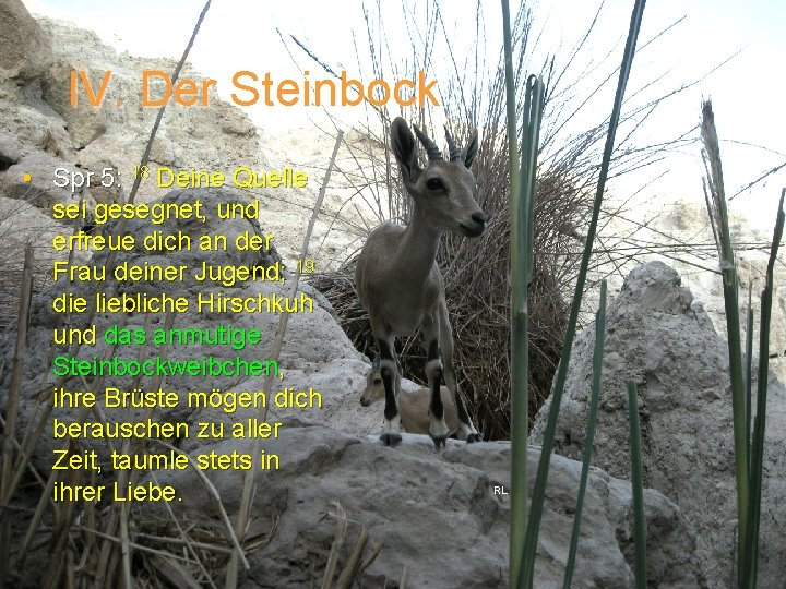 IV. Der Steinbock • Spr 5: 18 Deine Quelle sei gesegnet, und erfreue dich