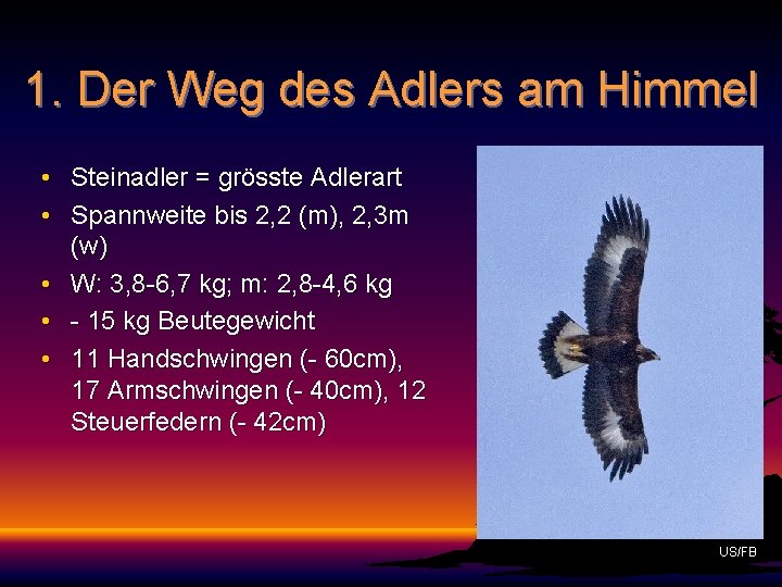 1. Der Weg des Adlers am Himmel • Steinadler = grösste Adlerart • Spannweite