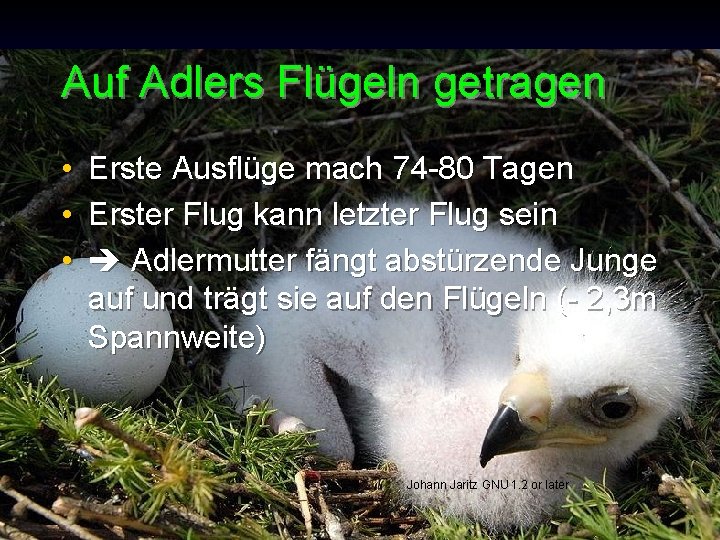 Auf Adlers Flügeln getragen • • • Erste Ausflüge mach 74 -80 Tagen Erster