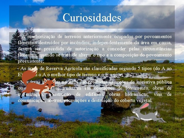 Curiosidades - A rearborização de terrenos anteriormente ocupados por povoamentos florestais destruídos por incêndios,