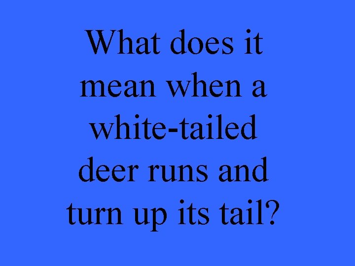 What does it mean when a white-tailed deer runs and turn up its tail?