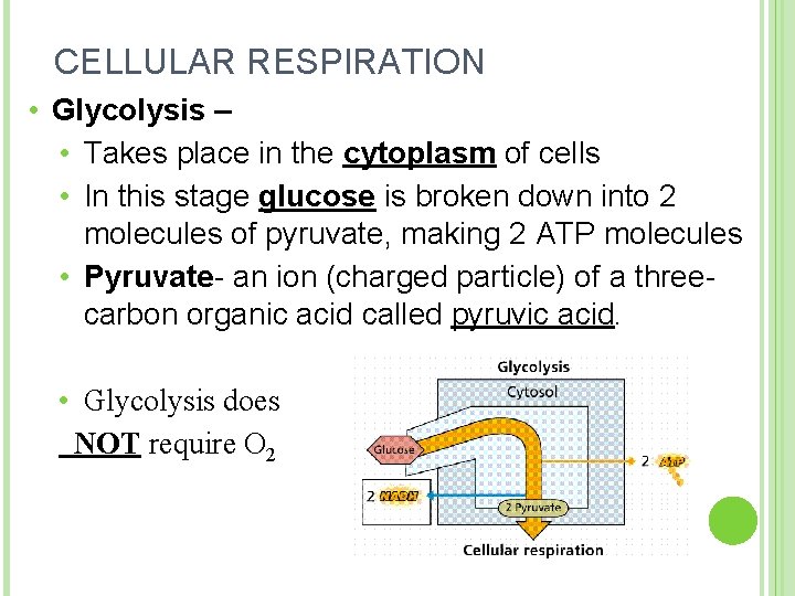 CELLULAR RESPIRATION • Glycolysis – • Takes place in the cytoplasm of cells •