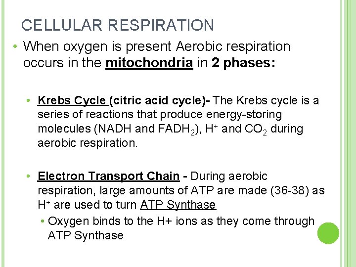 CELLULAR RESPIRATION • When oxygen is present Aerobic respiration occurs in the mitochondria in
