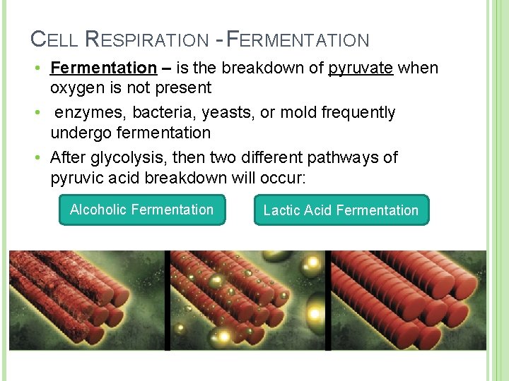 CELL RESPIRATION - FERMENTATION • Fermentation – is the breakdown of pyruvate when oxygen