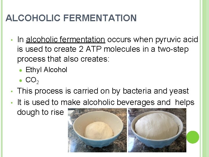 ALCOHOLIC FERMENTATION • In alcoholic fermentation occurs when pyruvic acid is used to create