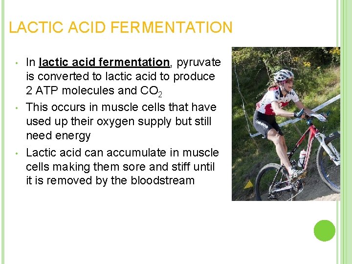 LACTIC ACID FERMENTATION • • • In lactic acid fermentation, pyruvate is converted to