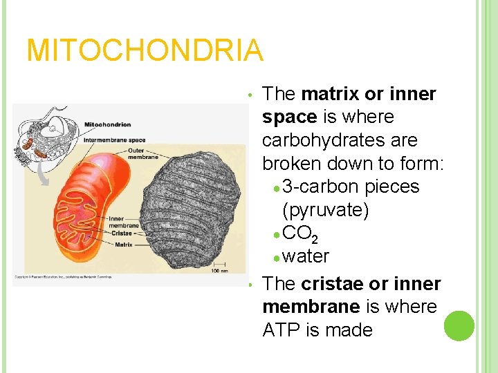 MITOCHONDRIA • • The matrix or inner space is where carbohydrates are broken down