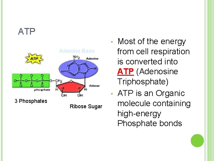 ATP • Adenine Base • 3 Phosphates Ribose Sugar Most of the energy from