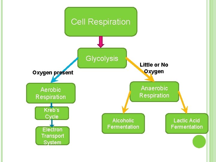 Cell Respiration Glycolysis Oxygen present Anaerobic Respiration Aerobic Respiration Kreb’s Cycle Electron Transport System