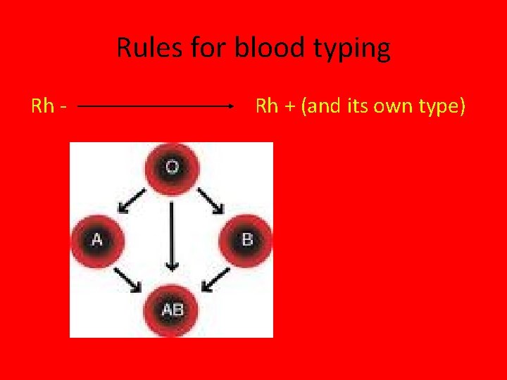 Rules for blood typing Rh - Rh + (and its own type) 