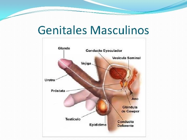 Genitales Masculinos 