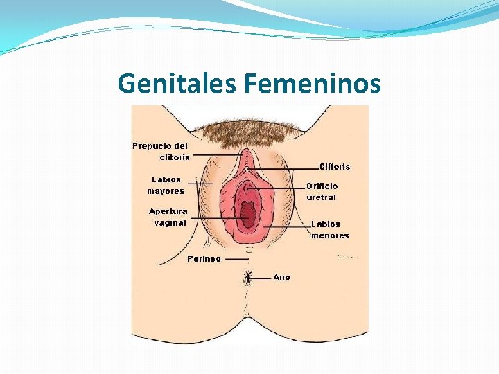 Genitales Femeninos 