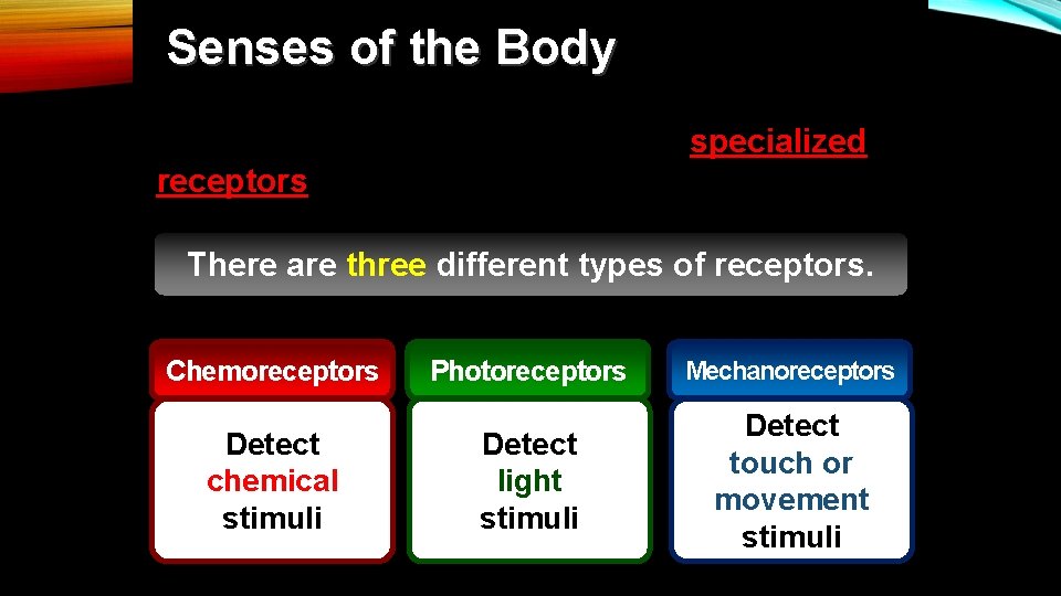Senses of the Body The senses of the body rely on specialized receptors that