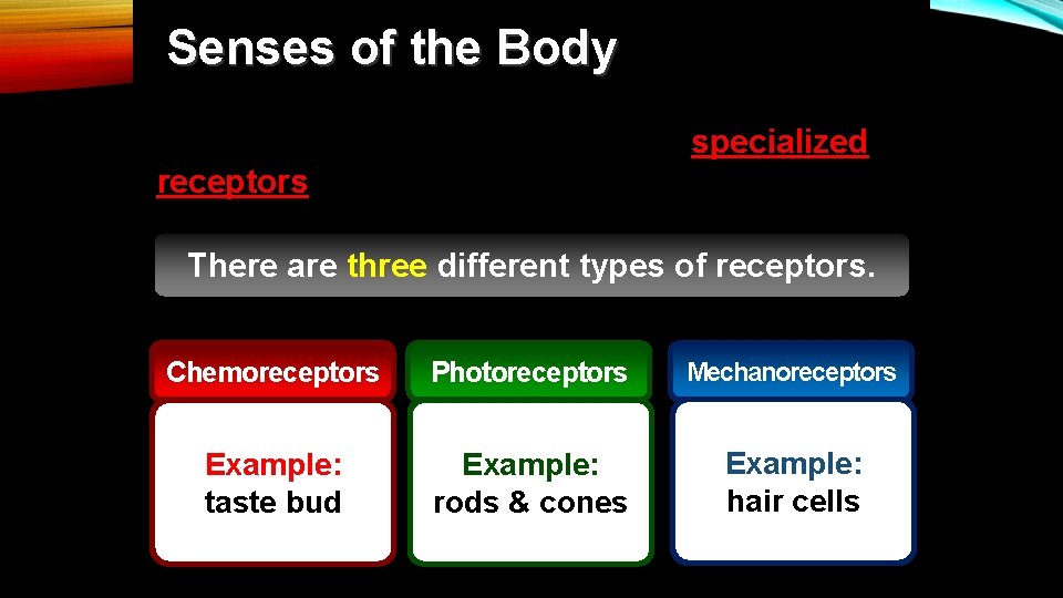 Senses of the Body The senses of the body rely on specialized receptors that