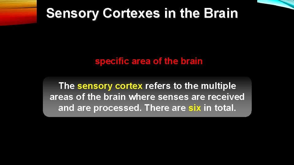 Sensory Cortexes in the Brain All stimuli received by the different receptors mentioned is