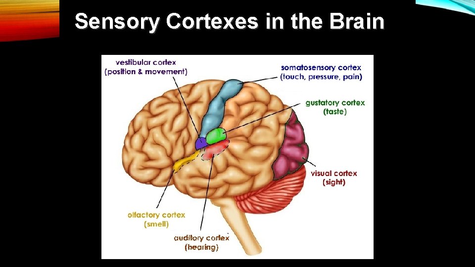Sensory Cortexes in the Brain 