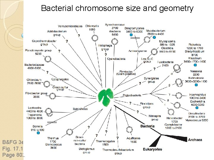 Bacterial chromosome size and geometry B&FG 3 e Fig. 17. 1 Page 802 