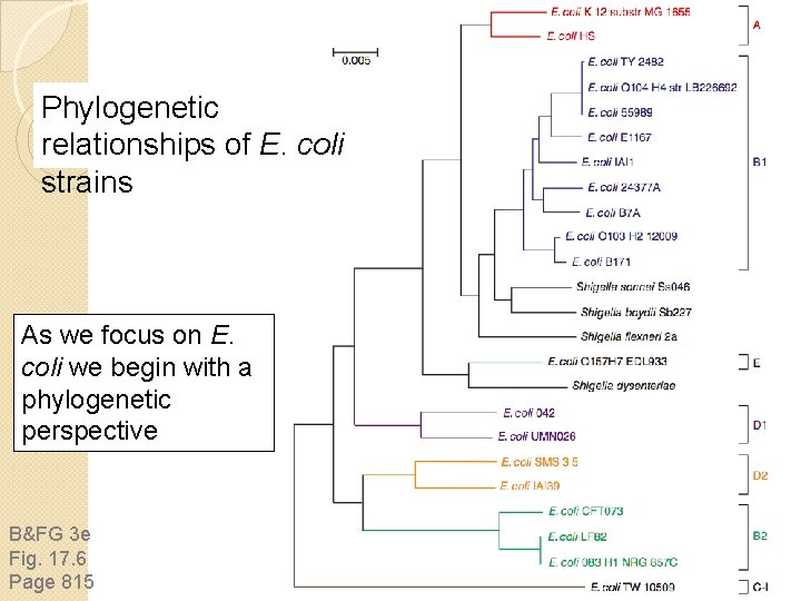 Phylogenetic relationships of E. coli strains As we focus on E. coli we begin