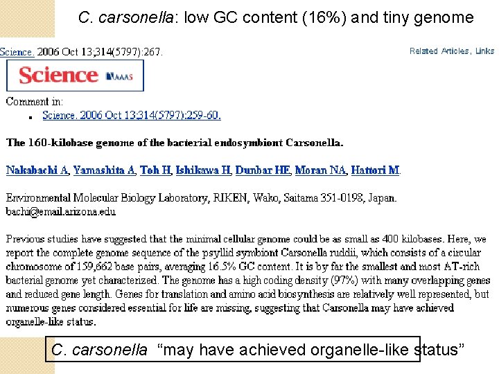 C. carsonella: low GC content (16%) and tiny genome C. carsonella “may have achieved