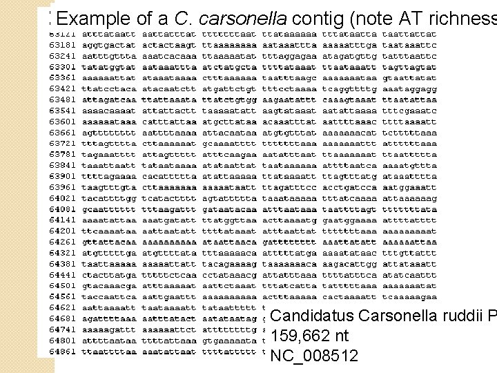 Example of a C. carsonella contig (note AT richness Candidatus Carsonella ruddii P 159,