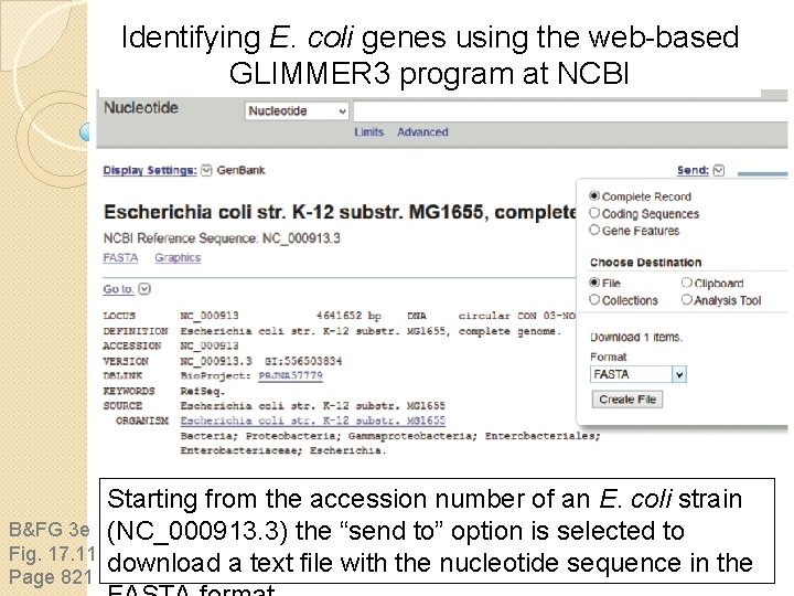 Identifying E. coli genes using the web-based GLIMMER 3 program at NCBI B&FG 3