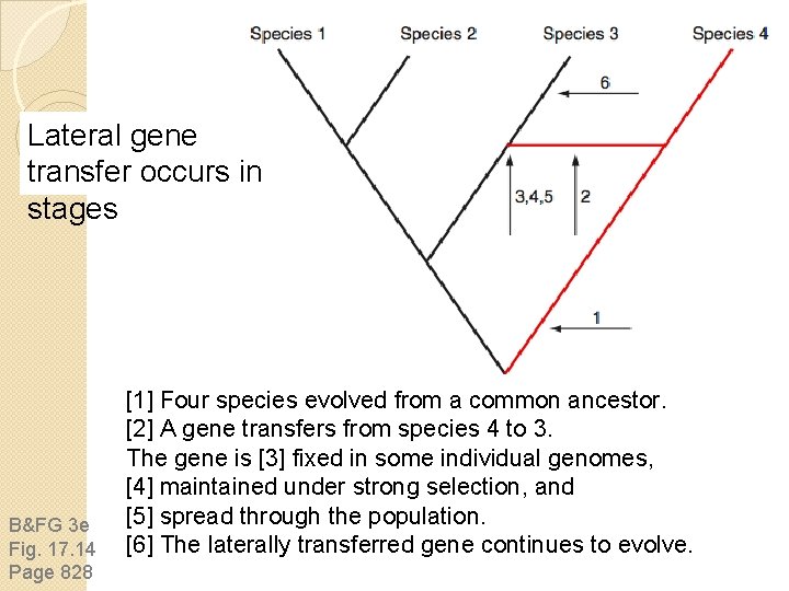 Lateral gene transfer occurs in stages B&FG 3 e Fig. 17. 14 Page 828