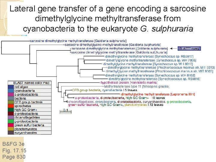 Lateral gene transfer of a gene encoding a sarcosine dimethylglycine methyltransferase from cyanobacteria to