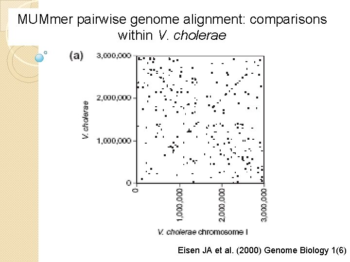 MUMmer pairwise genome alignment: comparisons within V. cholerae Eisen JA et al. (2000) Genome
