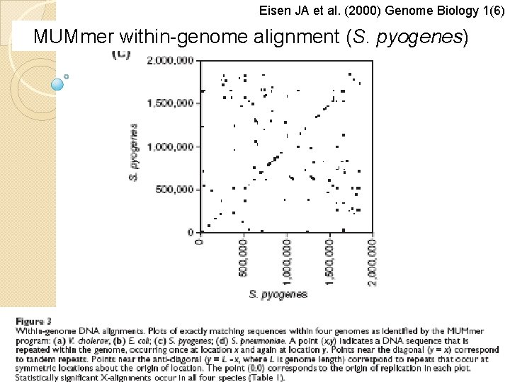Eisen JA et al. (2000) Genome Biology 1(6) MUMmer within-genome alignment (S. pyogenes) 