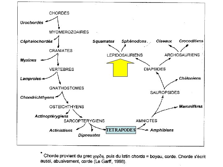 TETRAPODES 